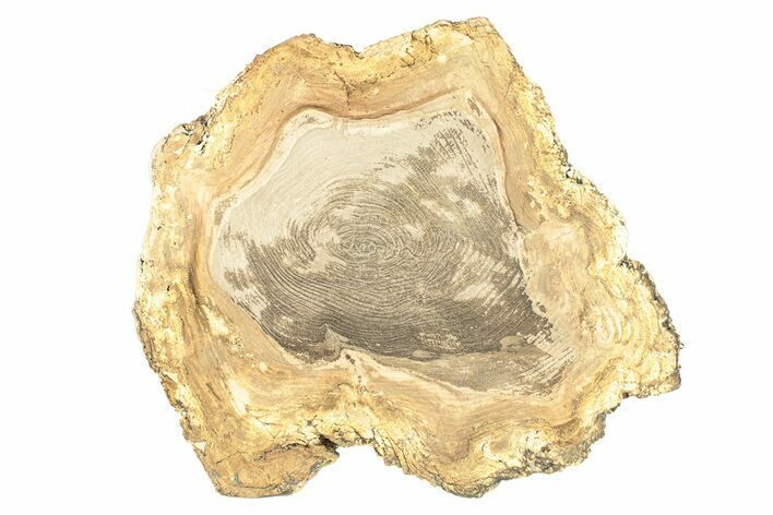 Polished Petrified Wood Round - Sweet Home, Oregon #257812